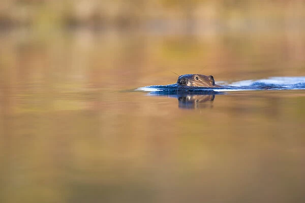USA, Alaska, Denali National Park, Beaver (Castor canadensis) swimming in pond near