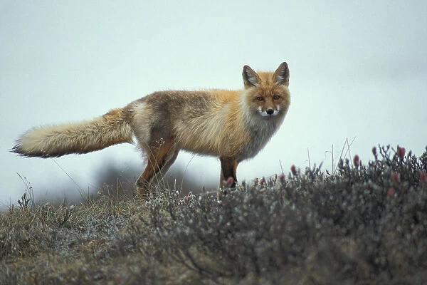 USA, Alaska, Denali National Park, Red Fox (Vulpes vulpes) standing at on tundra