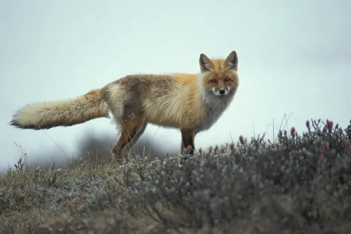 Framed Print : USA, Alaska, Denali National Park, Red Fox (Vulpes vulpes) standing at on tundra Framed Print : USA, Alaska, Denali National Park, Red Fox (Vulpes vulpes) standing at on tundra