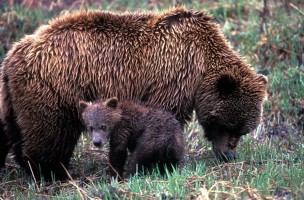 USA, Alaska, Denali National Park, Grizzly Bear sow and cub (Ursus arctos) in rain