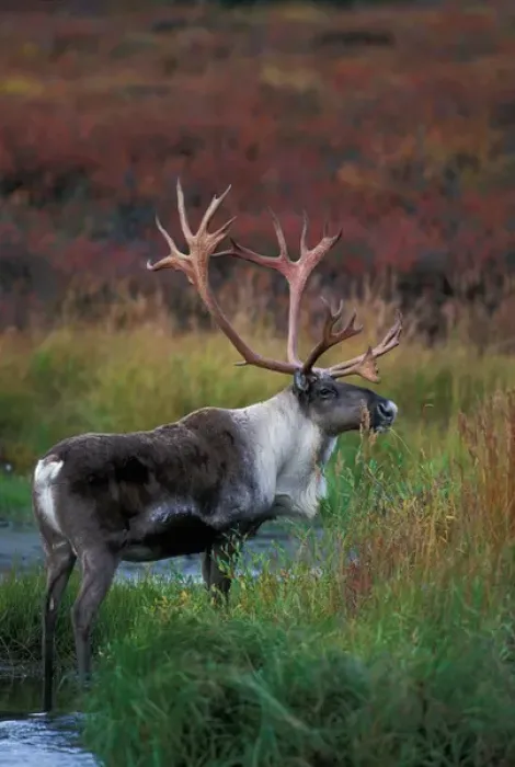 Framed Print : USA, Alaska, Denali National Park, Bull Caribou (Rangifer tarandus) feeds in tundra Framed Print : USA, Alaska, Denali National Park, Bull Caribou (Rangifer tarandus) feeds in tundra