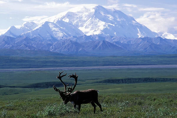 USA, Alaska, Denali National Park, Small herd of Caribou (Rangifer tarandus)