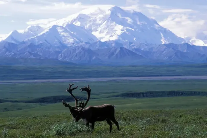 Framed Print : USA, Alaska, Denali National Park, Small herd of Caribou (Rangifer tarandus) Framed Print : USA, Alaska, Denali National Park, Small herd of Caribou (Rangifer tarandus)