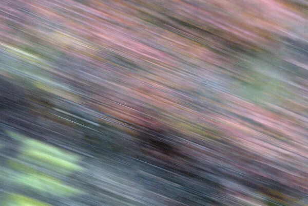 USA, Alaska, Denali National Park. Colorful abstract blur of autumn tundra spruce trees