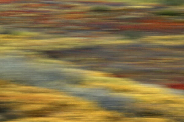 USA, Alaska, Denali National Park. Colorful abstract blur of autumn tundra colors
