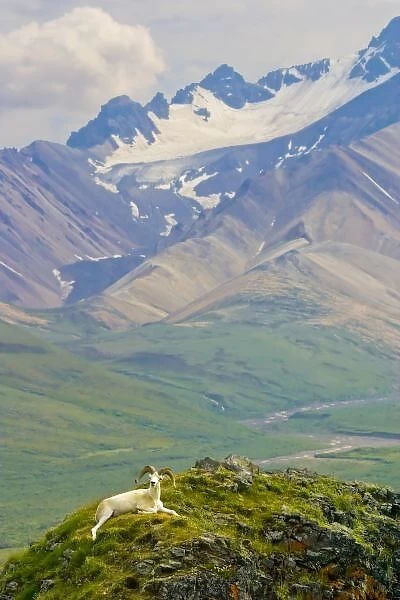 USA, Alaska, Denali National Park, Polychrome Pass. Dall sheep ram reclining against