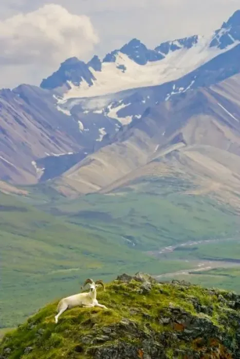 Framed Print : USA, Alaska, Denali National Park, Polychrome Pass. Dall sheep ram reclining against Framed Print : USA, Alaska, Denali National Park, Polychrome Pass. Dall sheep ram reclining against