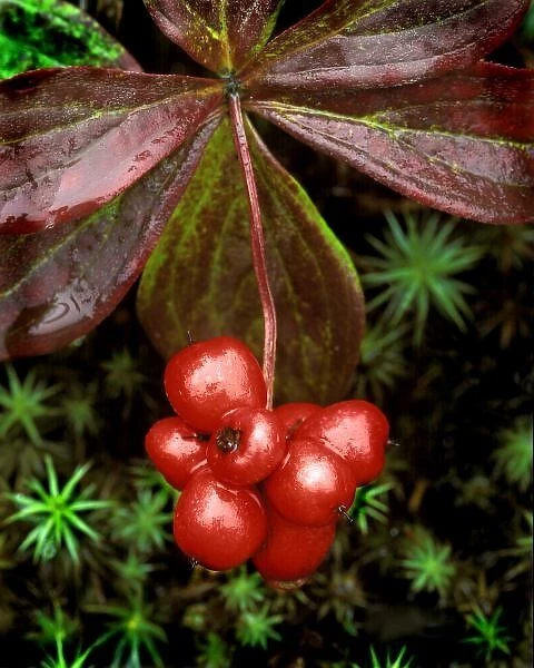 USA, Alaska, Denali National Park. Detail of leaves and bright red berries of the