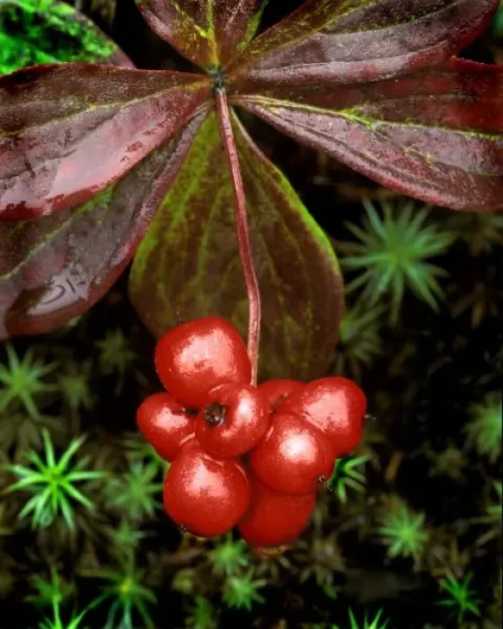 Framed Print : USA, Alaska, Denali National Park. Detail of leaves and bright red berries of Framed Print : USA, Alaska, Denali National Park. Detail of leaves and bright red berries of