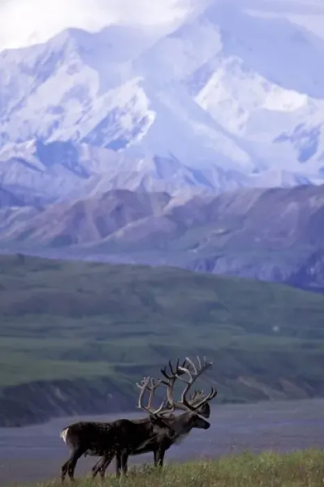Framed Print : USA, Alaska, Denali National Park. Bull caribou and Mt. McKinley Framed Print : USA, Alaska, Denali National Park. Bull caribou and Mt. McKinley