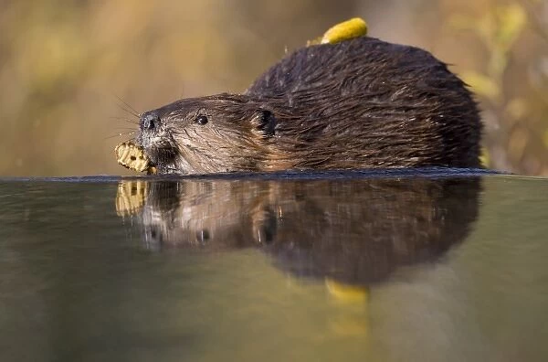 USA, Alaska, Denali National Park, Beaver (Castor canadensis) swimming with chewed