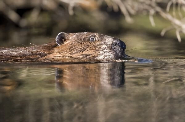 USA, Alaska, Denali National Park, Beaver (Castor canadensis) swims across pond near