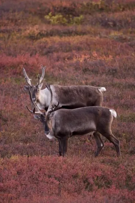 Framed Print : USA, Alaska, Denali National Park, Caribou (Rangifer tarandus) resting at dusk Framed Print : USA, Alaska, Denali National Park, Caribou (Rangifer tarandus) resting at dusk