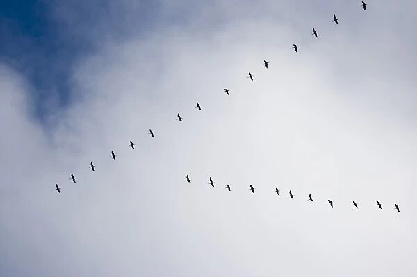 USA, Alaska, Denali National Park, Sandhill Cranes (Grus canadensis) flying south