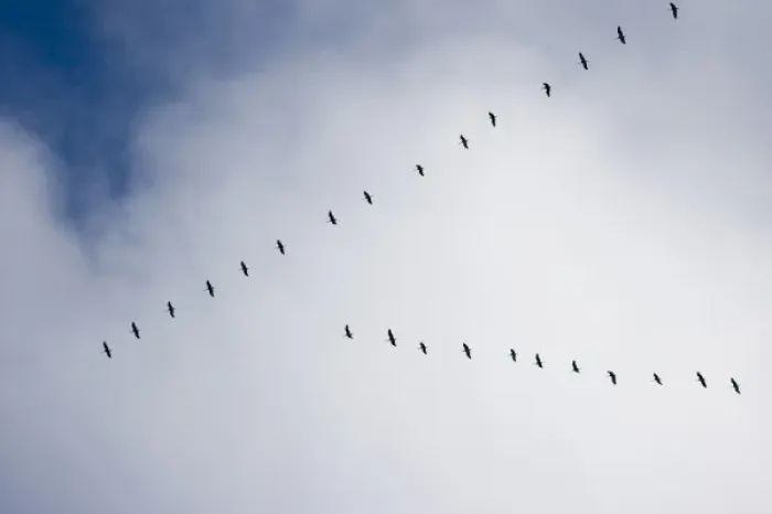 Framed Print : USA, Alaska, Denali National Park, Sandhill Cranes (Grus canadensis) flying south Framed Print : USA, Alaska, Denali National Park, Sandhill Cranes (Grus canadensis) flying south