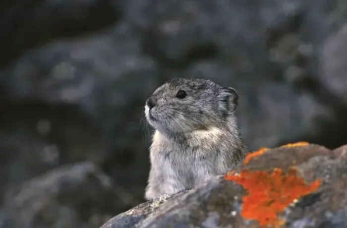 Framed Print : USA, Alaska, Denali National Park. Collared or northern pika (Ochotona collaris)