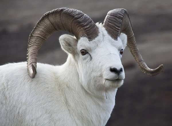 USA Alaska Denali National Park Big Horn Sheep