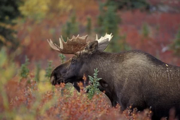 USA, Alaska, Denali National Park Bull moose in fall colors