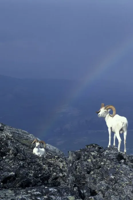 Framed Print : USA, Alaska, Denali National Park Two Dahl rams on rocky ridge, rainbow in distance