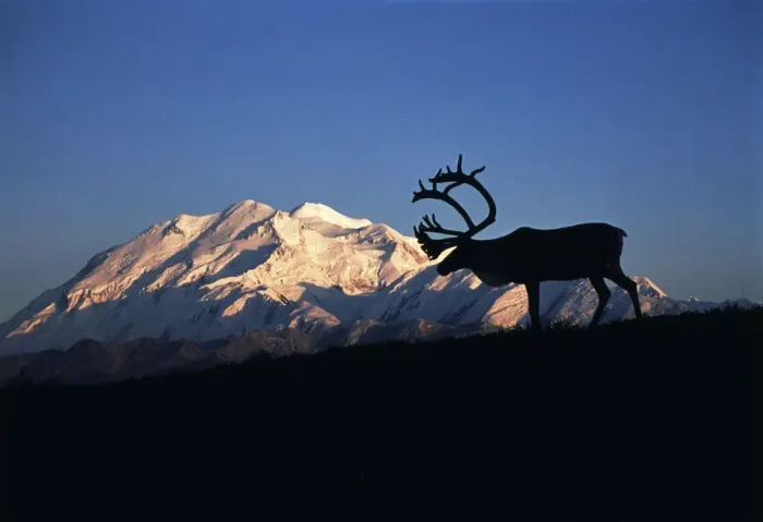 Framed Print : USA, Alaska, Denali National Park And Preserve, Caribou in front of Mt. McKinley Framed Print : USA, Alaska, Denali National Park And Preserve, Caribou in front of Mt. McKinley