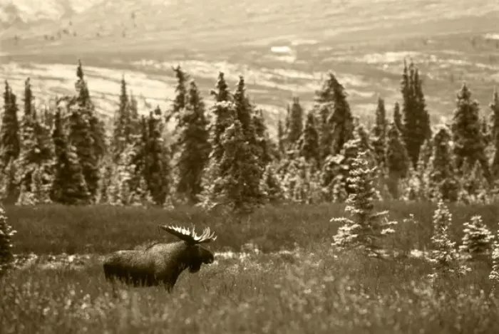 Framed Print : USA, Alaska, Denali National Park And Preserve, , Bull moose standing in field Framed Print : USA, Alaska, Denali National Park And Preserve, , Bull moose standing in field