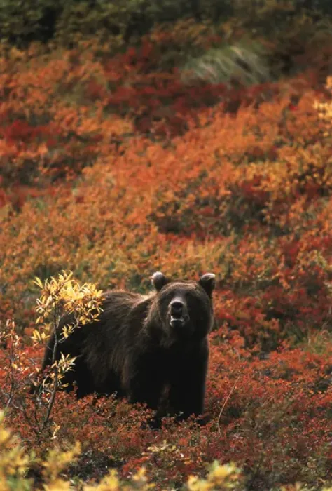 Framed Print : USA, Alaska, Denali National Park And Preserve, Grizzly bear standing in autumn landscape Framed Print : USA, Alaska, Denali National Park And Preserve, Grizzly bear standing in autumn landscape