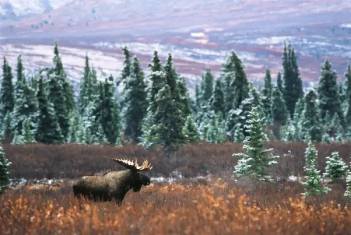 Framed Print : USA, Alaska, Denali National Park And Preserve, , Bull moose standing in field Framed Print : USA, Alaska, Denali National Park And Preserve, , Bull moose standing in field