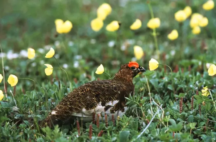 Framed Print : USA, Alaska, Denali National Park And Preserve, Male willow ptarmigan in poppy field