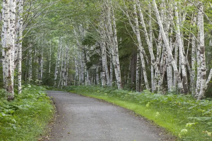 Framed Print : USA, Alaska, Douglas Island. Road through stand of alder trees Framed Print : USA, Alaska, Douglas Island. Road through stand of alder trees