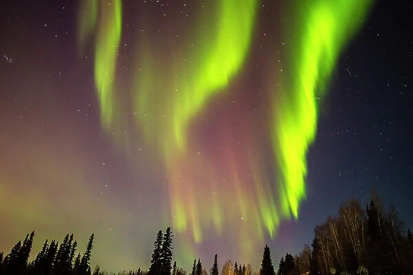 USA, Alaska, Fairbanks. Aurora borealis and tree silhouettes