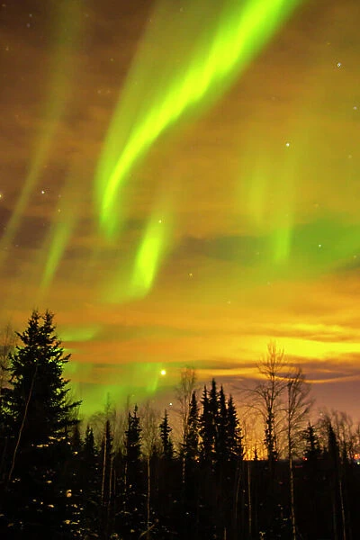 USA, Alaska, Fairbanks. Aurora borealis and tree silhouettes at sunset