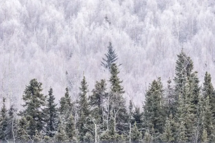 Framed Print : USA, Alaska, Fairbanks. Frosty forest landscape. Credit as Framed Print : USA, Alaska, Fairbanks. Frosty forest landscape. Credit as