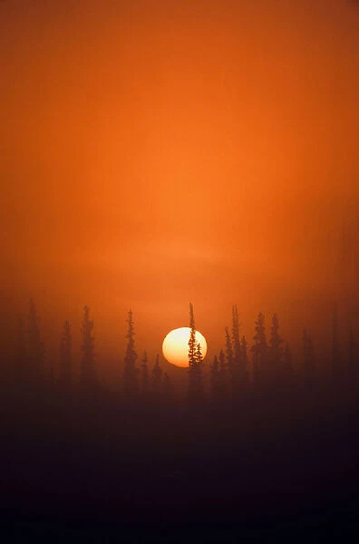 USA, Alaska, Fairbanks, View of sunrise over spruces trees