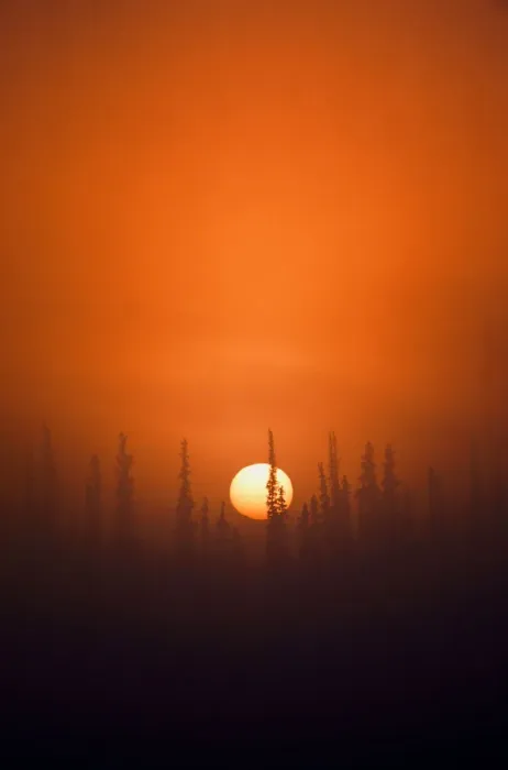 Framed Print : USA, Alaska, Fairbanks, View of sunrise over spruces trees Framed Print : USA, Alaska, Fairbanks, View of sunrise over spruces trees