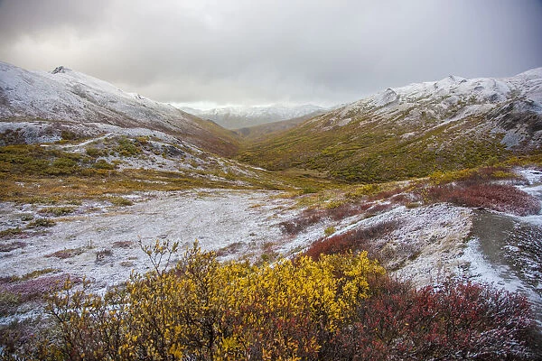 USA, Alaska. Fall colors in Denali National Park with snow dusting the landscape at