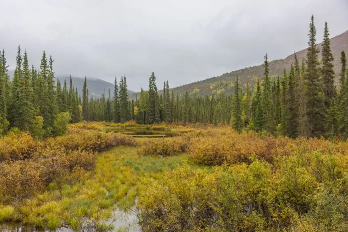 Framed Print : USA, Alaska. Fall colors in the tundra on the Dalton Highway to Prudhoe Bay on the North Framed Print : USA, Alaska. Fall colors in the tundra on the Dalton Highway to Prudhoe Bay on the North