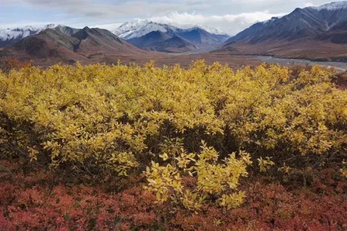 Framed Print : USA Alaska Fall Foliage