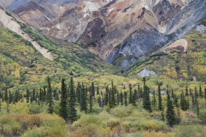 Framed Print : USA Alaska Fall Foliage Sheep Mountain