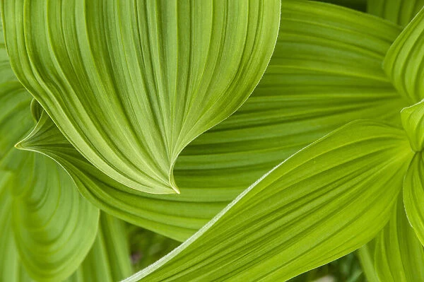 Usa, Alaska. False hellebore, also known as corn lily, makes for graceful curves in a field near Shakes Lake