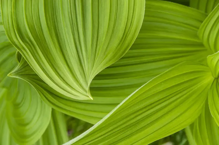 Framed Print : Usa, Alaska. False hellebore, also known as corn lily, makes for graceful curves in a field near Shakes Lake Framed Print : Usa, Alaska. False hellebore, also known as corn lily, makes for graceful curves in a field near Shakes Lake