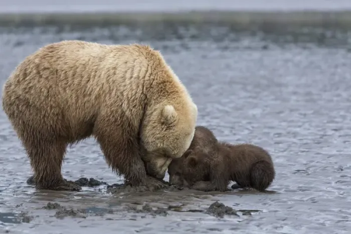 Framed Print : USA, Alaska. A female grizzly bear, ursus arctos horribilis, clams on the tidal flats
