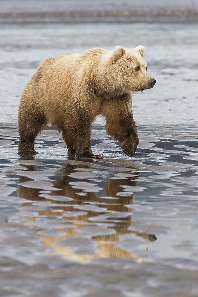 USA, Alaska. A female grizzly bear, ursus arctos horribilis, walks along the tidal