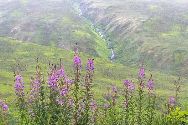 USA, Alaska. Fireweed and Upper Willow Creek