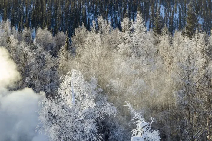 Framed Print : USA, Alaska. Fog and frosted trees in winter Framed Print : USA, Alaska. Fog and frosted trees in winter