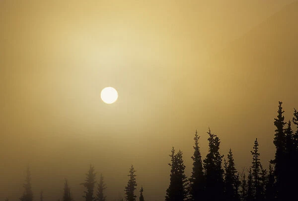 USA, Alaska, Fog, Sunrise, Winter, Denali National Park