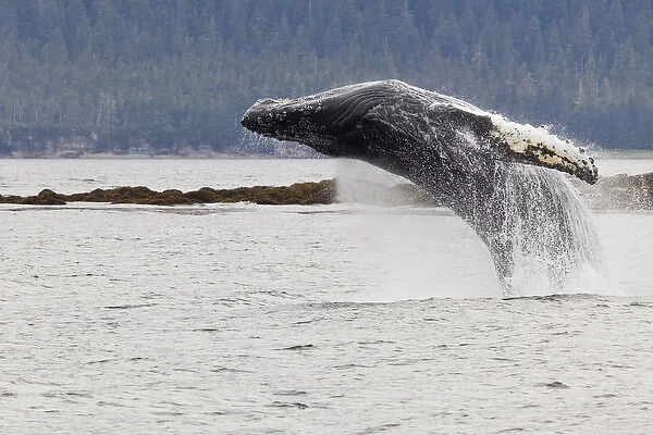 USA, Alaska, Frederick Sound. Humpback whale lunges out of water