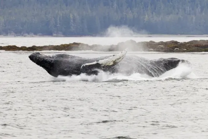 Framed Print : USA, Alaska, Frederick Sound. Humpback whale falls back to water after lunge. Credit as Framed Print : USA, Alaska, Frederick Sound. Humpback whale falls back to water after lunge. Credit as