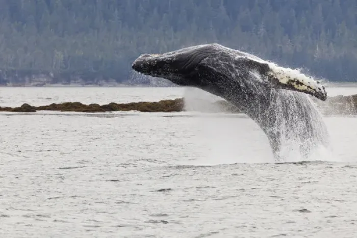 Framed Print : USA, Alaska, Frederick Sound. Humpback whale lunges out of water