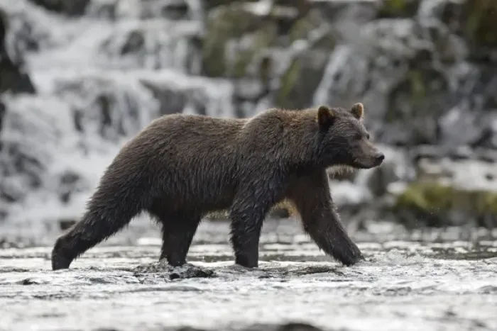 Framed Print : USA, Alaska, Freshwater Bay, Brown (Grizzly) Bear walking beneath waterfall while
