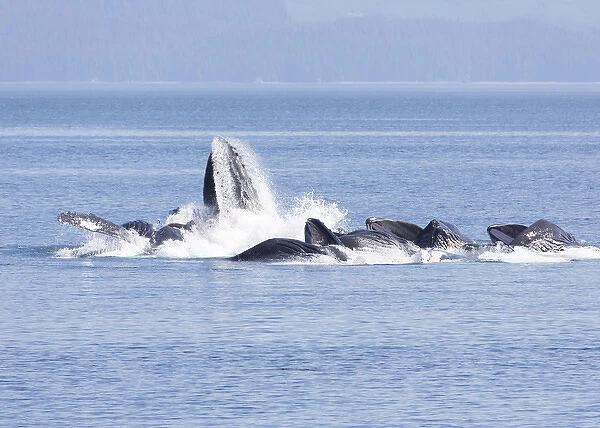 USA, Alaska, Freshwater Bay. Humpback whales bubble net feeding